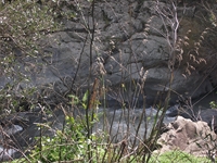 cantara gurne23122011 140